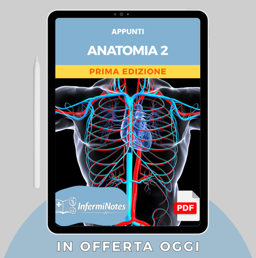 Anatomia 2